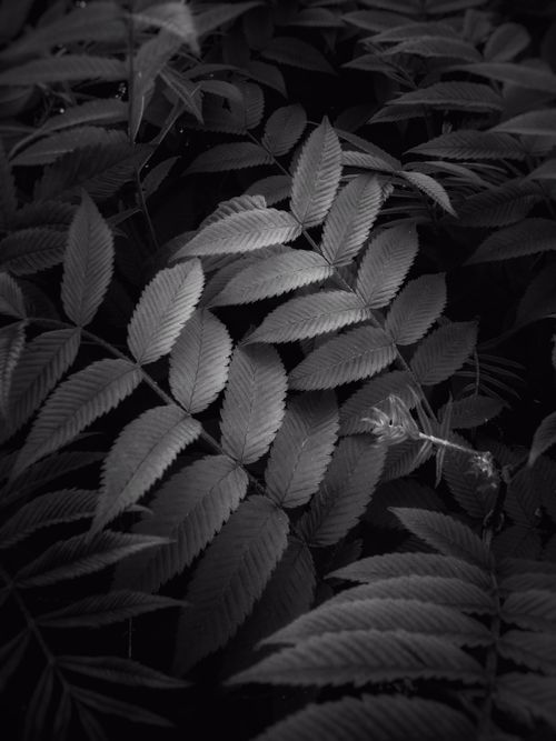 Free Artistic black and white photo of fern leaves showcasing intricate patterns. Stock Photo