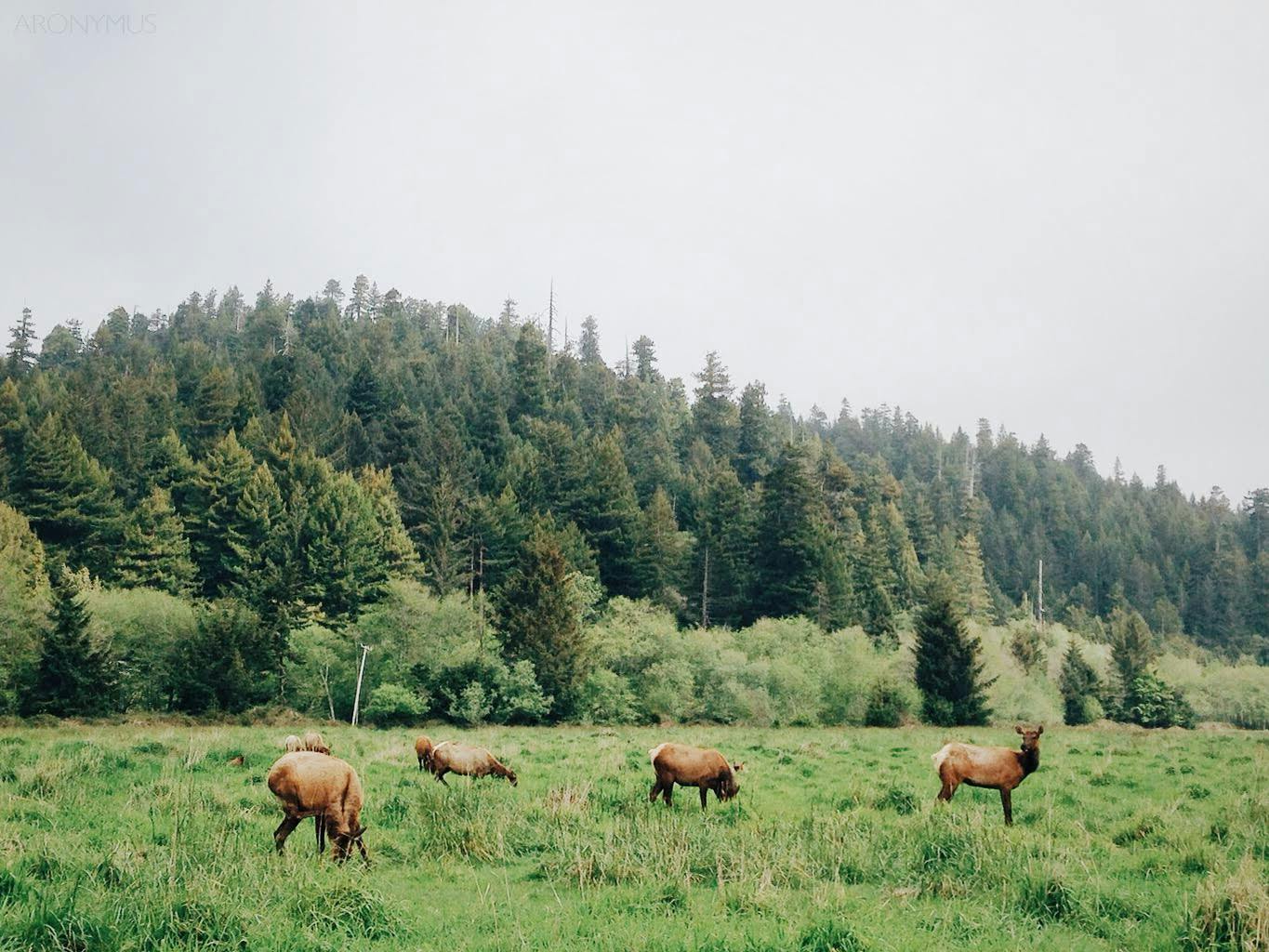 一群鹿在生机勃勃的绿色森林草地上吃草