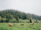 一群鹿在生机勃勃的绿色森林草地上吃草