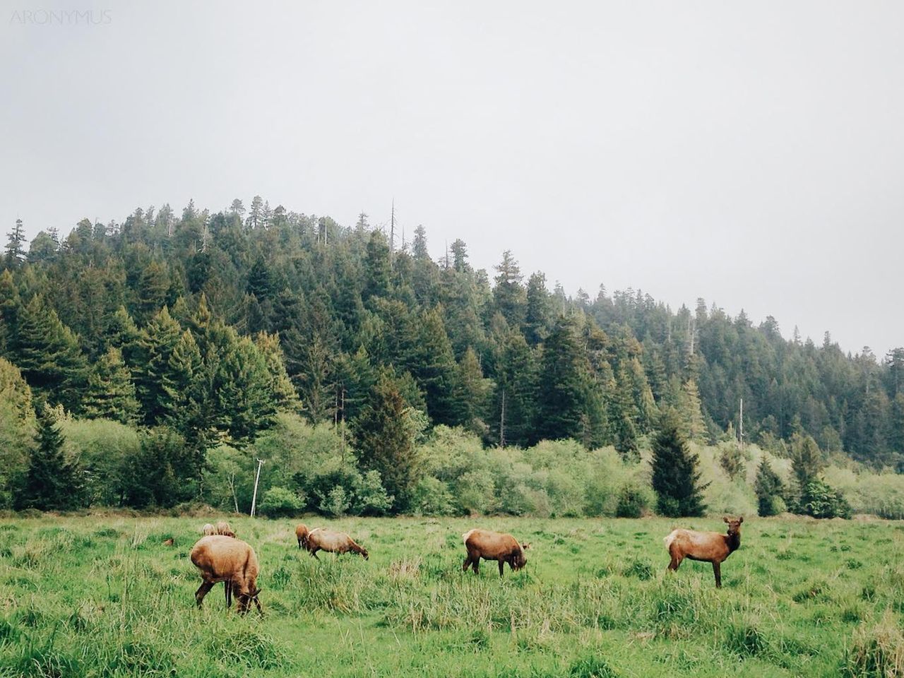 group of deers grazing in a vibrant green forest meadow scenery
