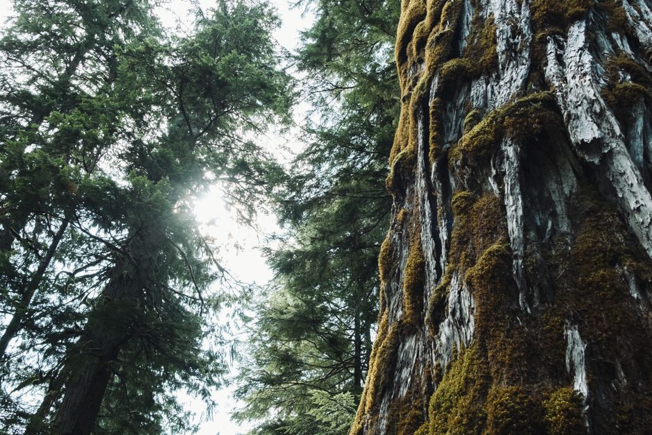 Man looking up at a tall moss-covered tree in a forest — assessing when tree moss is a concern