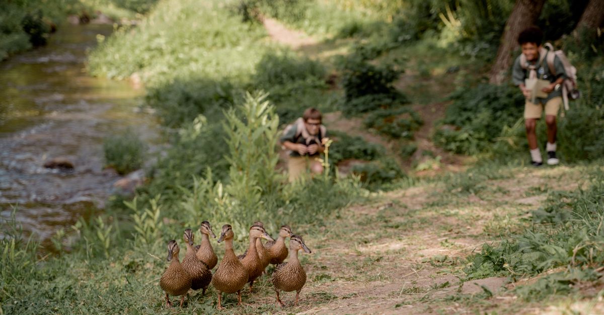 Les meilleures destinations pour observer la faune sauvage