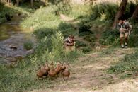 Brown Mushrooms on Brown Soil