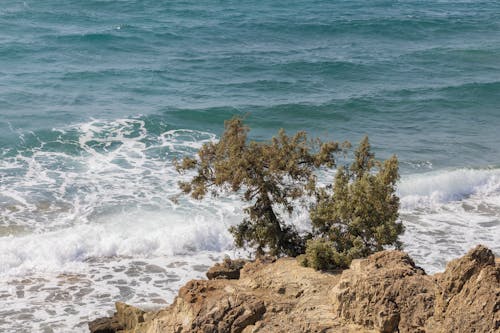 Free Tree on Rock Formation Near Body of Water  Stock Photo