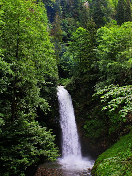 Waterfalls in the Middle of Green Trees