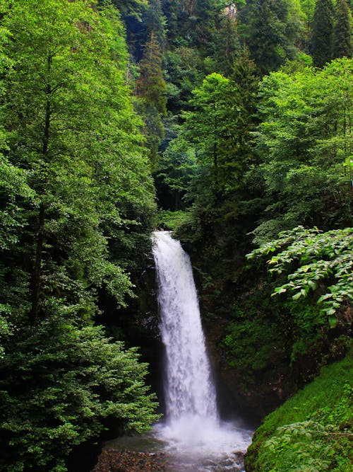 Imagine de stoc gratuită din arbori, cascade, codru