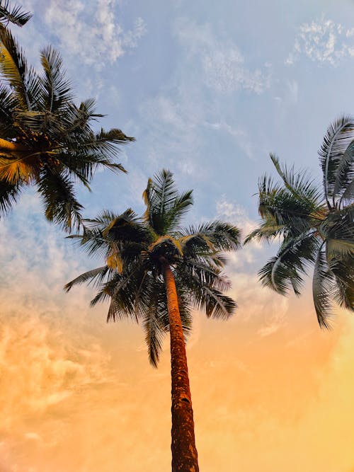 Palm Trees Under a Sunset Sky 