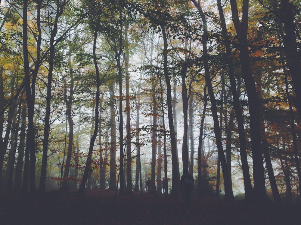 無料 人, 木, 森の中の無料の写真素材 写真素材