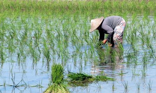Ingyenes stockfotó farm, hántolatlan rizs, mezőgazdaság témában
