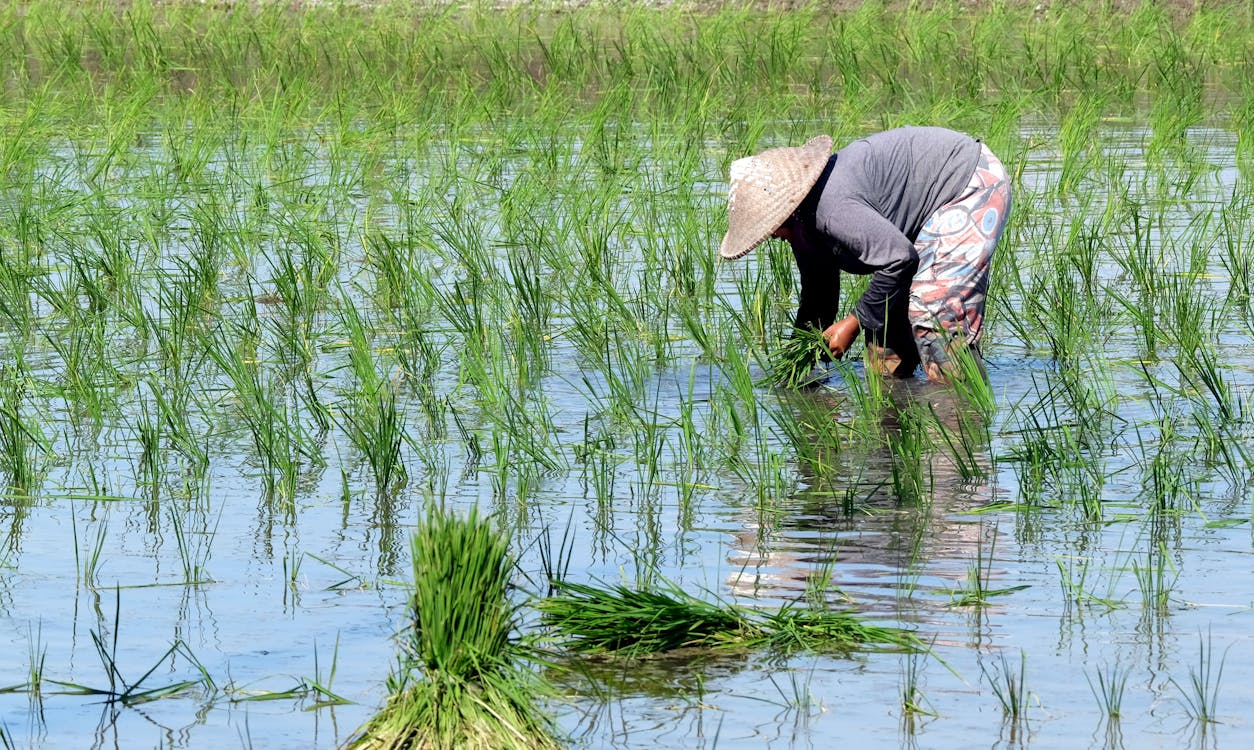 Woman Harvesting Rice in Rice Field · Free Stock Photo