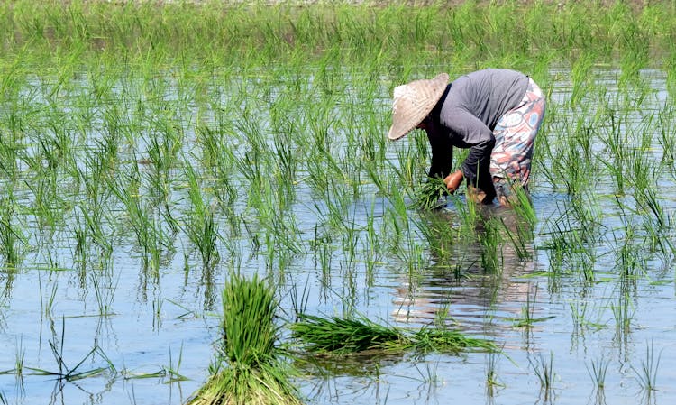 Woman Harvesting Rice In Rice Field