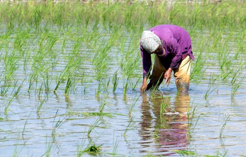 Person in Purple Long Sleeves Planting on a Paddy field