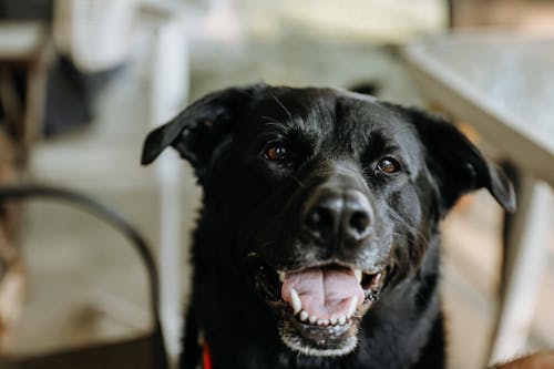 Close-Up Shot of a Black Labrador Retriever 