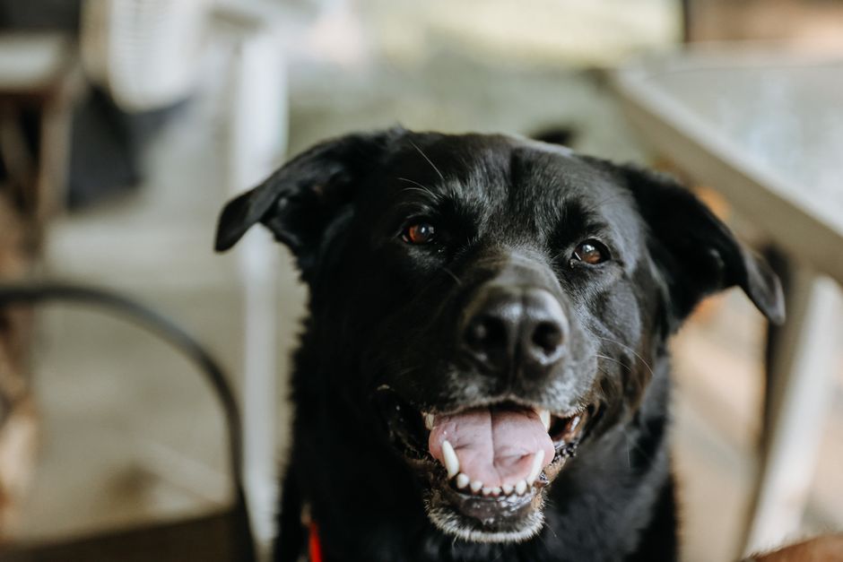 Charming black Labrador retriever with a joyful expression captured indoors.