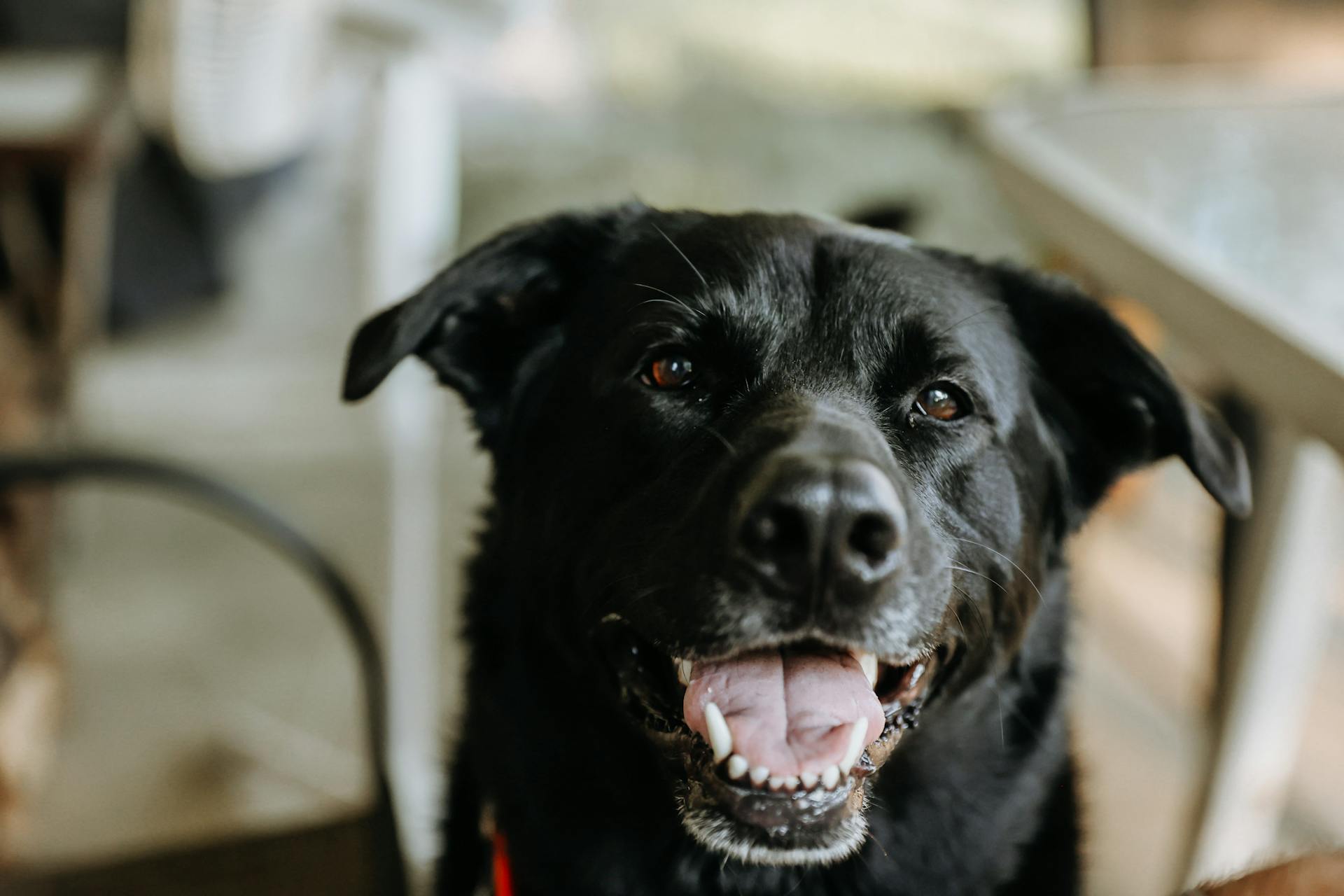 Een close-up van een zwarte labrador retriever