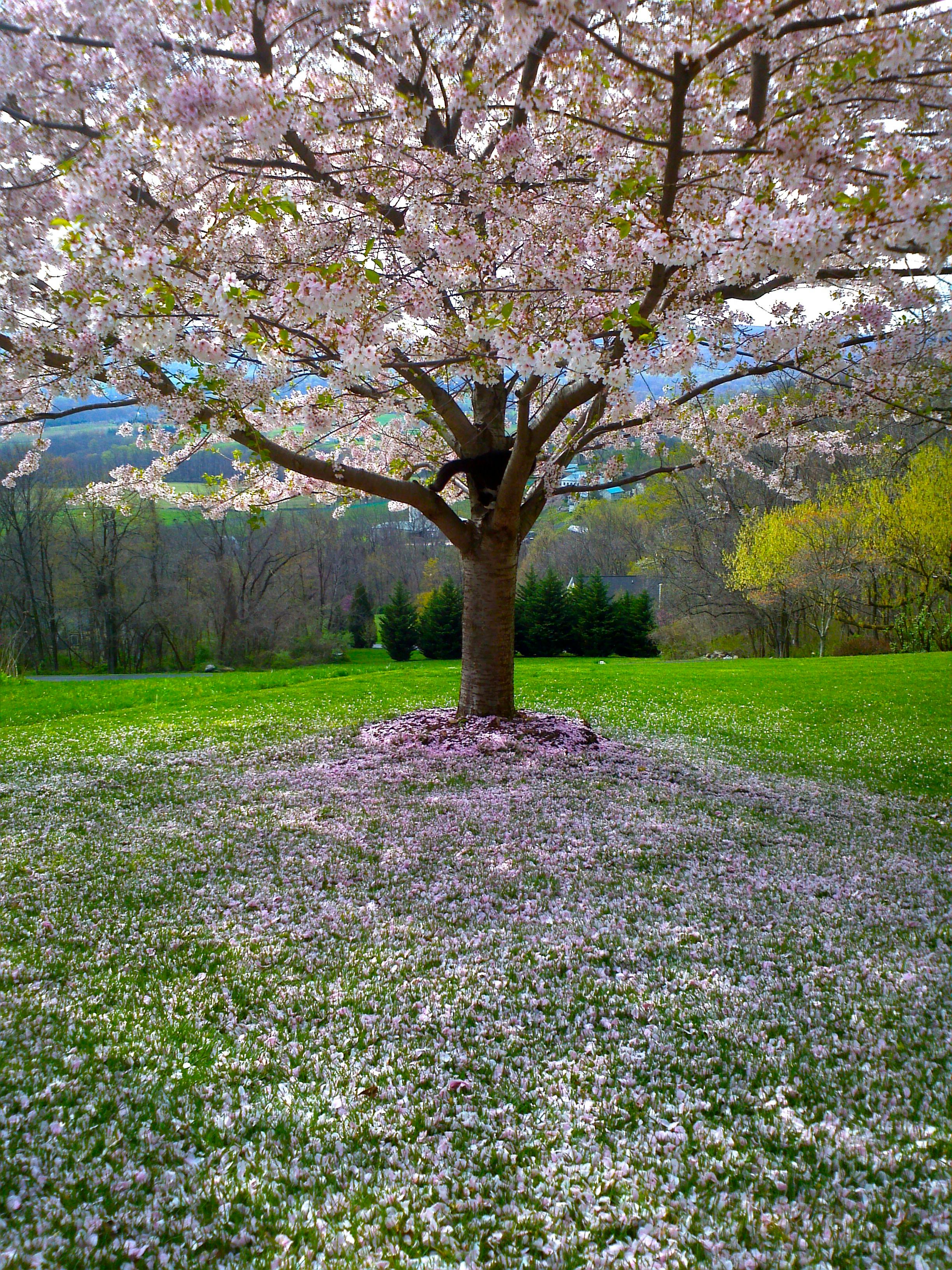 1000+ Park Fotos Pexels · Kostenlose Stock-Fotos