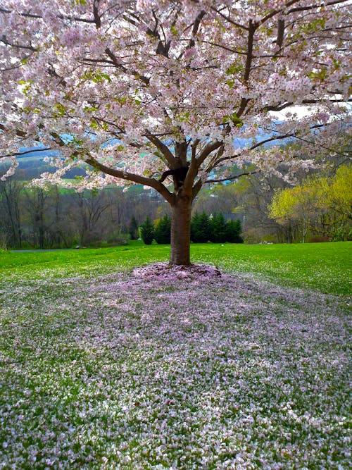 Immagine gratuita di albero, albero sullo sfondo, bocciolo