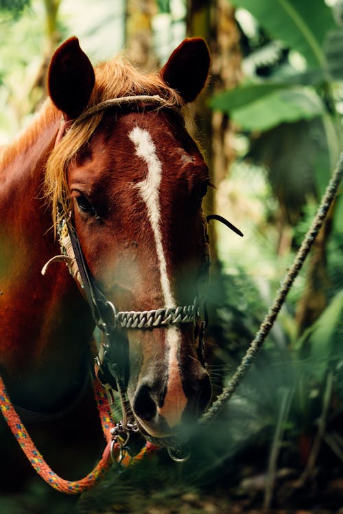 Brown and White Horse in Close-Up Photography