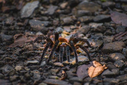 Photos gratuites de araignée, arrière-plans, cailloux