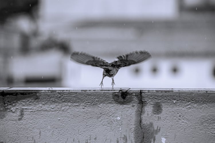 Bird Landing On Wet Surface