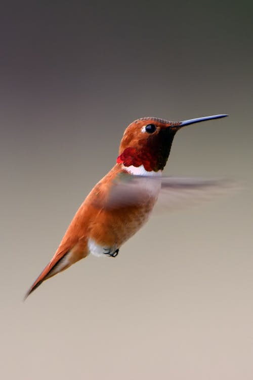Free Closeup Photography of Humming Bird Stock Photo