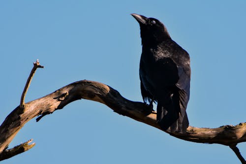 Black Bird on Top of Brown Driftwood