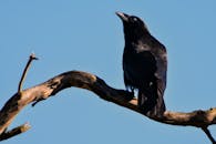 一只雄伟的黑乌鸦栖息在蓝天下的树枝上