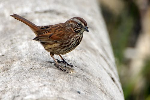 Cerrar Foto De Pájaro Gorrión Marrón