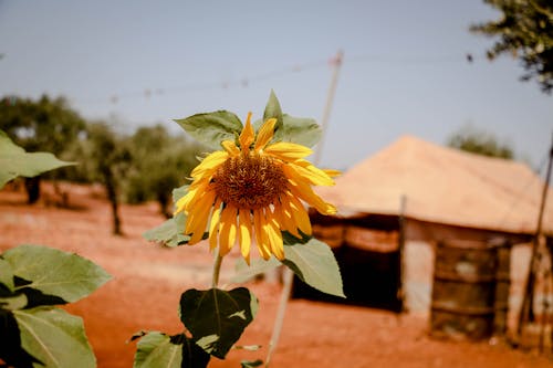 Close-Up Shot of a Sunflower in Bloom