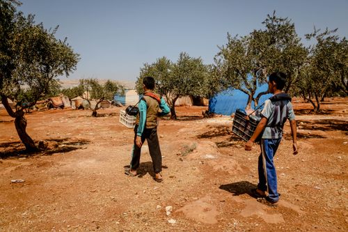 Free Boys carrying crates through an olive grove in Idlib, Syria, under a clear sky. Stock Photo