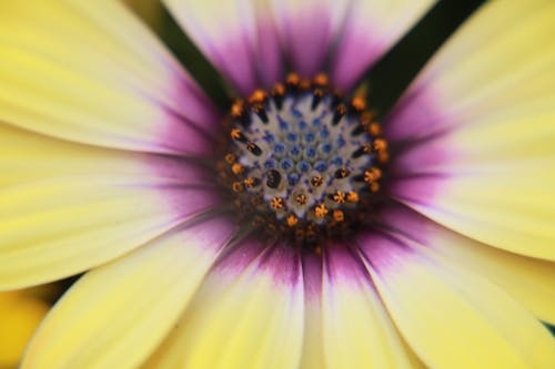Fotobanka s bezplatnými fotkami na tému botanický, farba, flóra