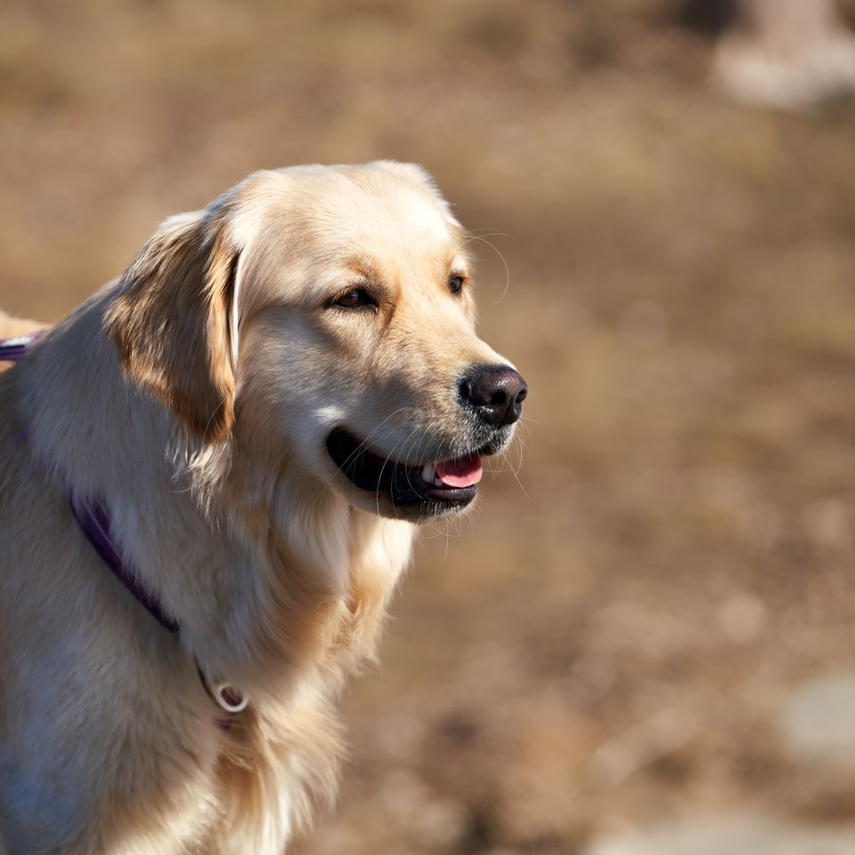 Playful golden retriever portrait outdoors