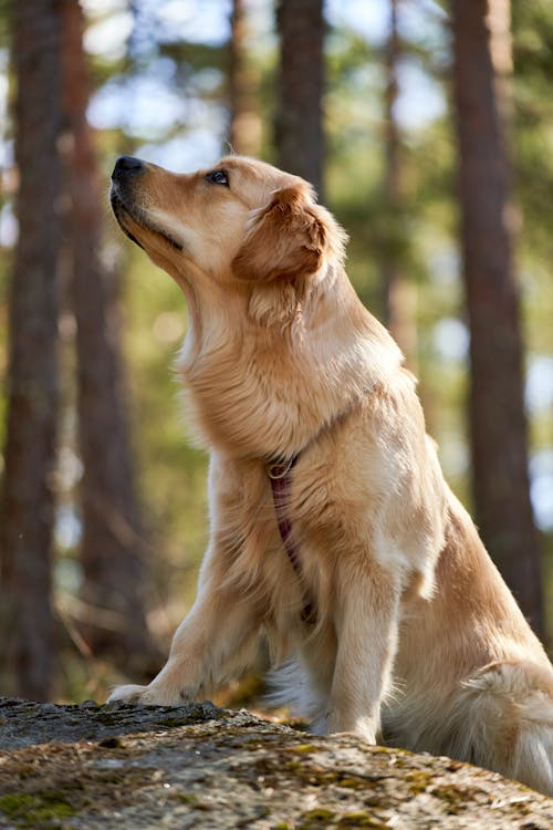 Free A Golden Retriever Sitting on a Rock Stock Photo