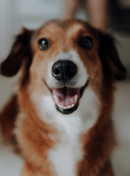 Fotobanka s bezplatnými fotkami na tému domáce zviera, pes, pohľad