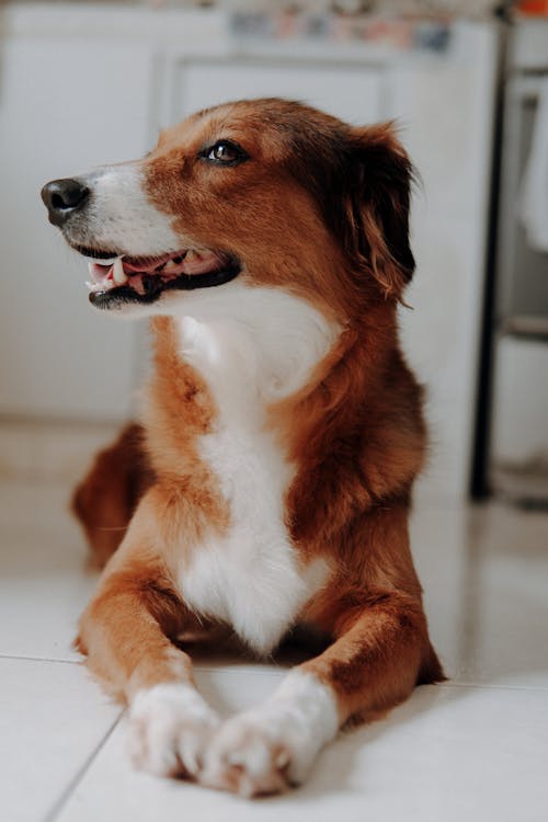 Kostnadsfri bild av brun hund, djurfotografi, golv