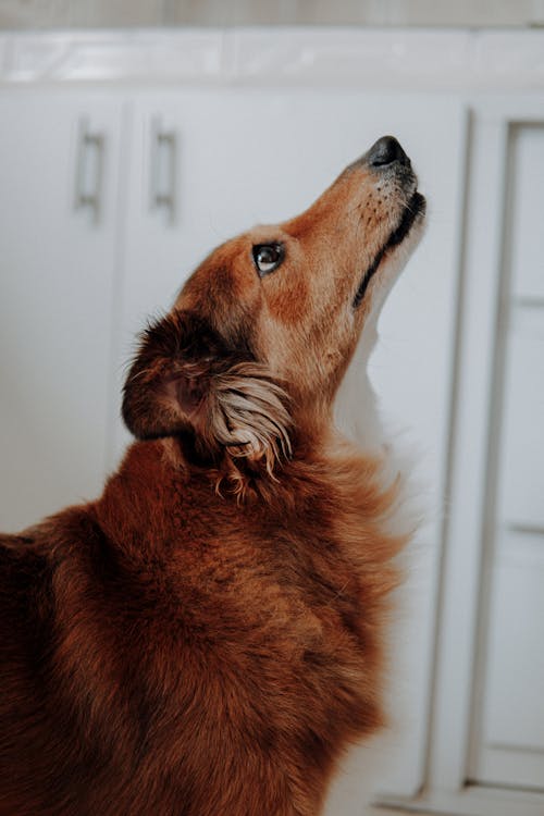 Бесплатное стоковое фото с вертикальный выстрел, взгляд вверх, коричневая собака