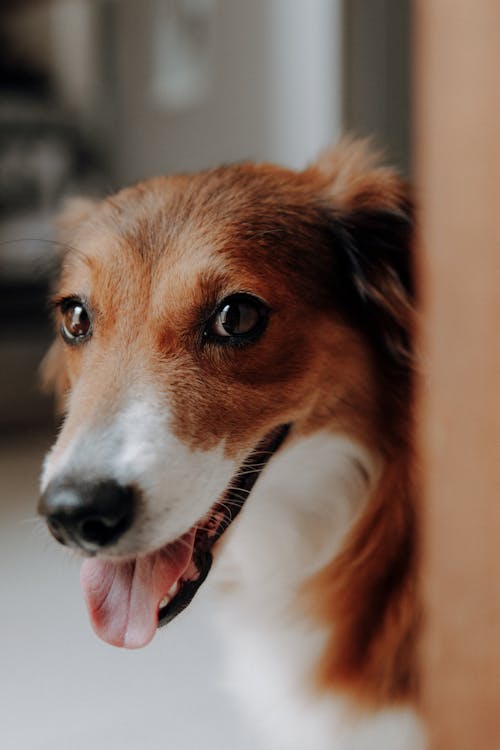 Free A Dog Sticking Out Its Tongue  Stock Photo