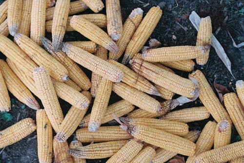 Close-Up Shot of Corn