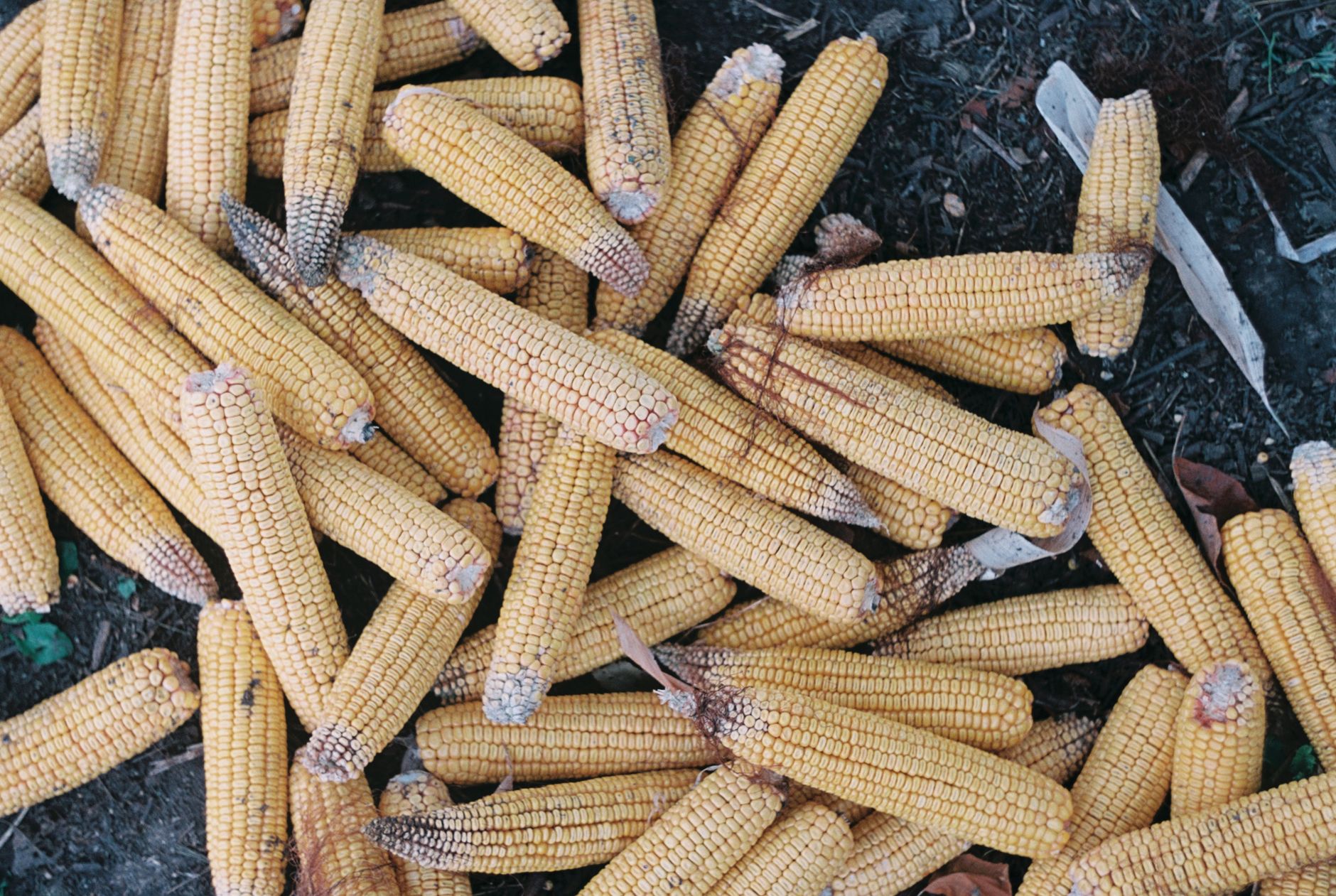 Dirty Money: How Regenerative Farmers Are Fixing Soil and Beating Conventional Yields