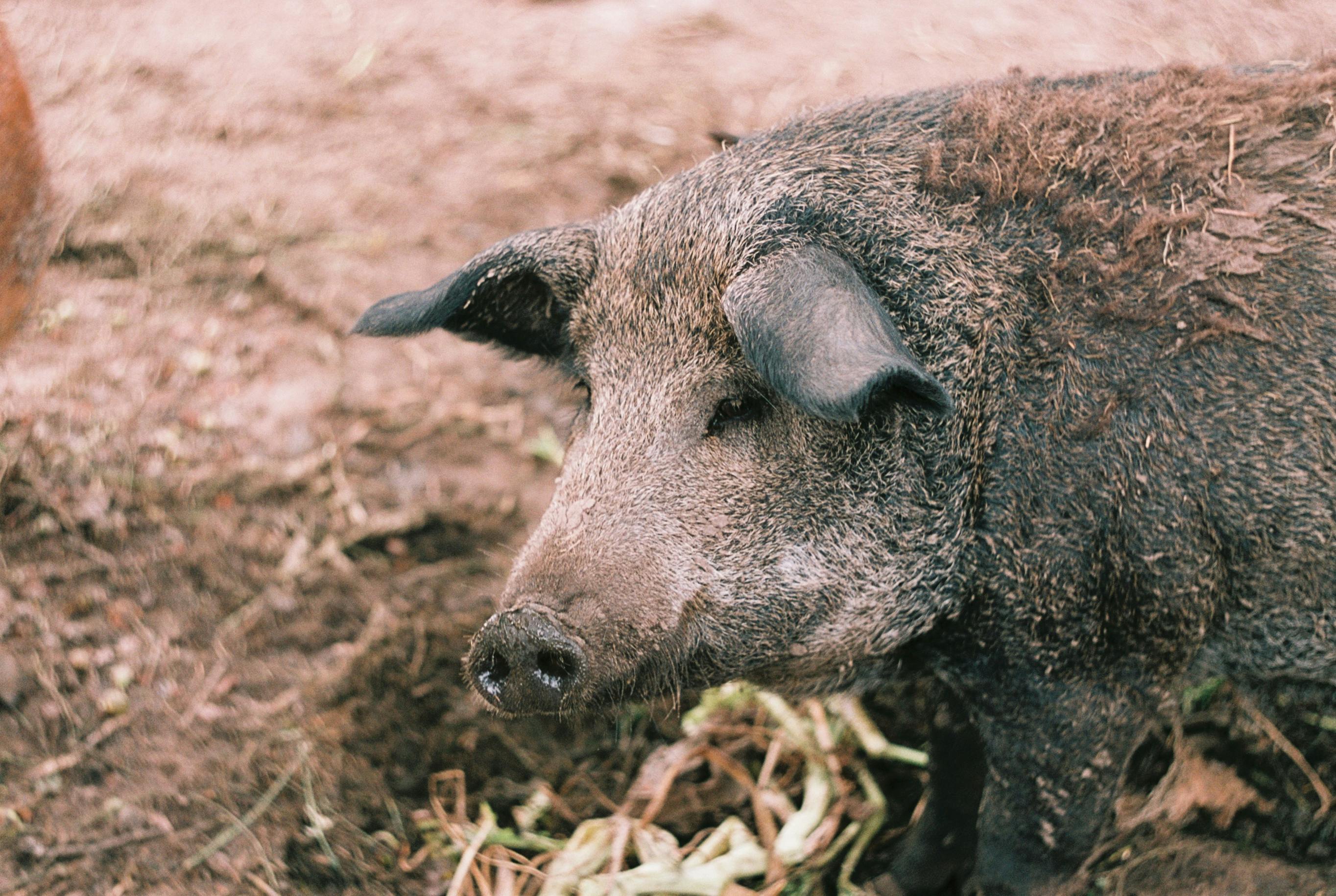 A muddy pig foraging in the dirt on an outdoor farm setting.