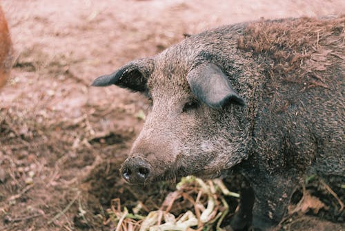 Close-Up Shot of a Dirty Pig