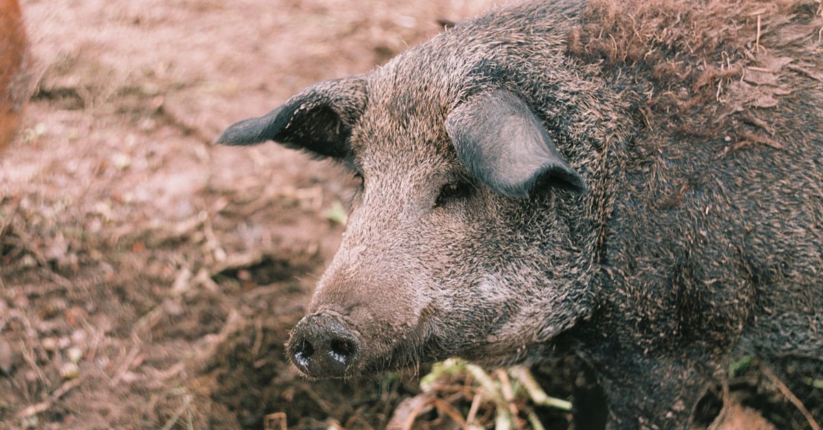 Pig Kidney Transplant Keeps US Woman Healthy for Nine Months