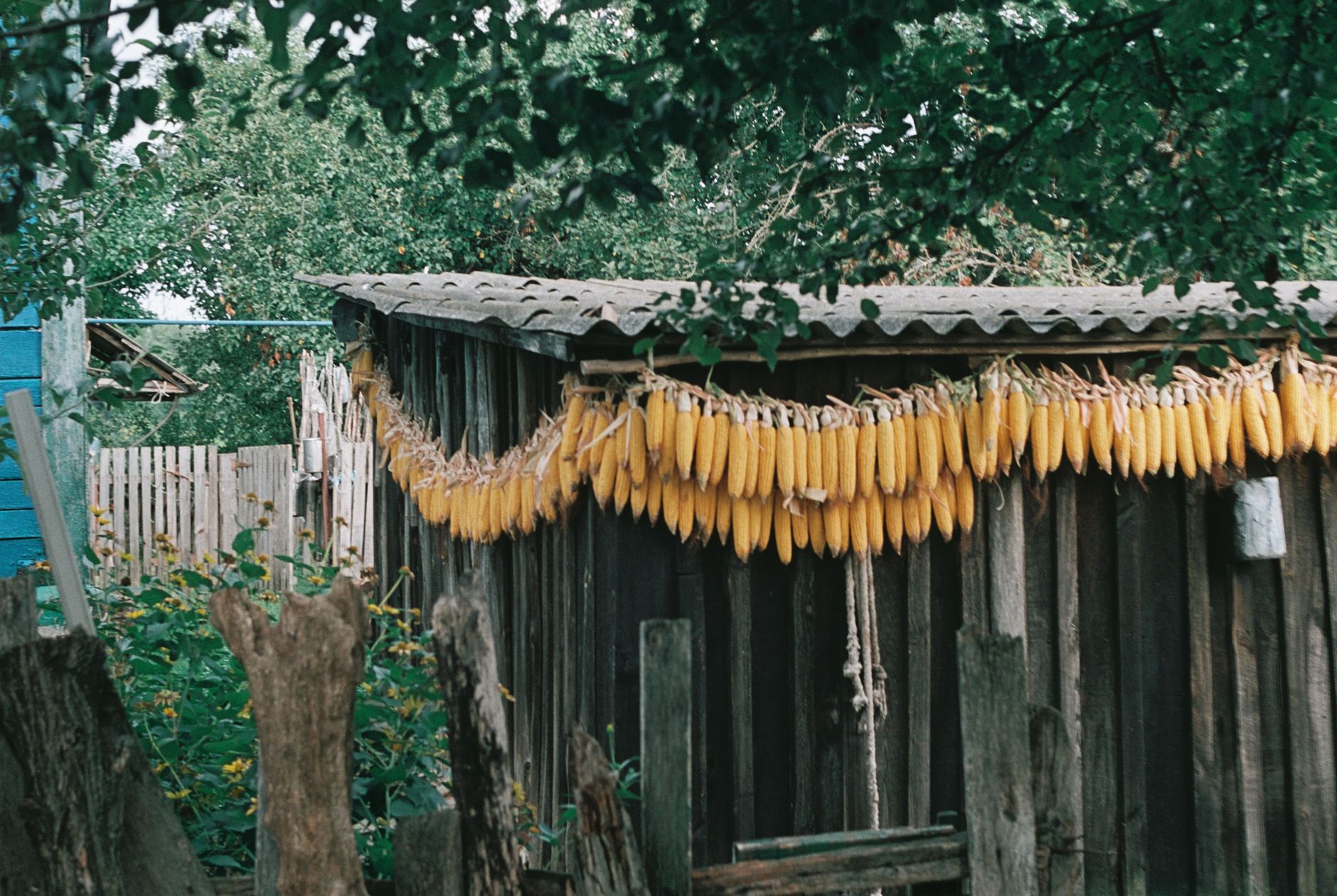 Braided onion strings hanging outside a wooden Old Believer house on the Lake Peipus shore road