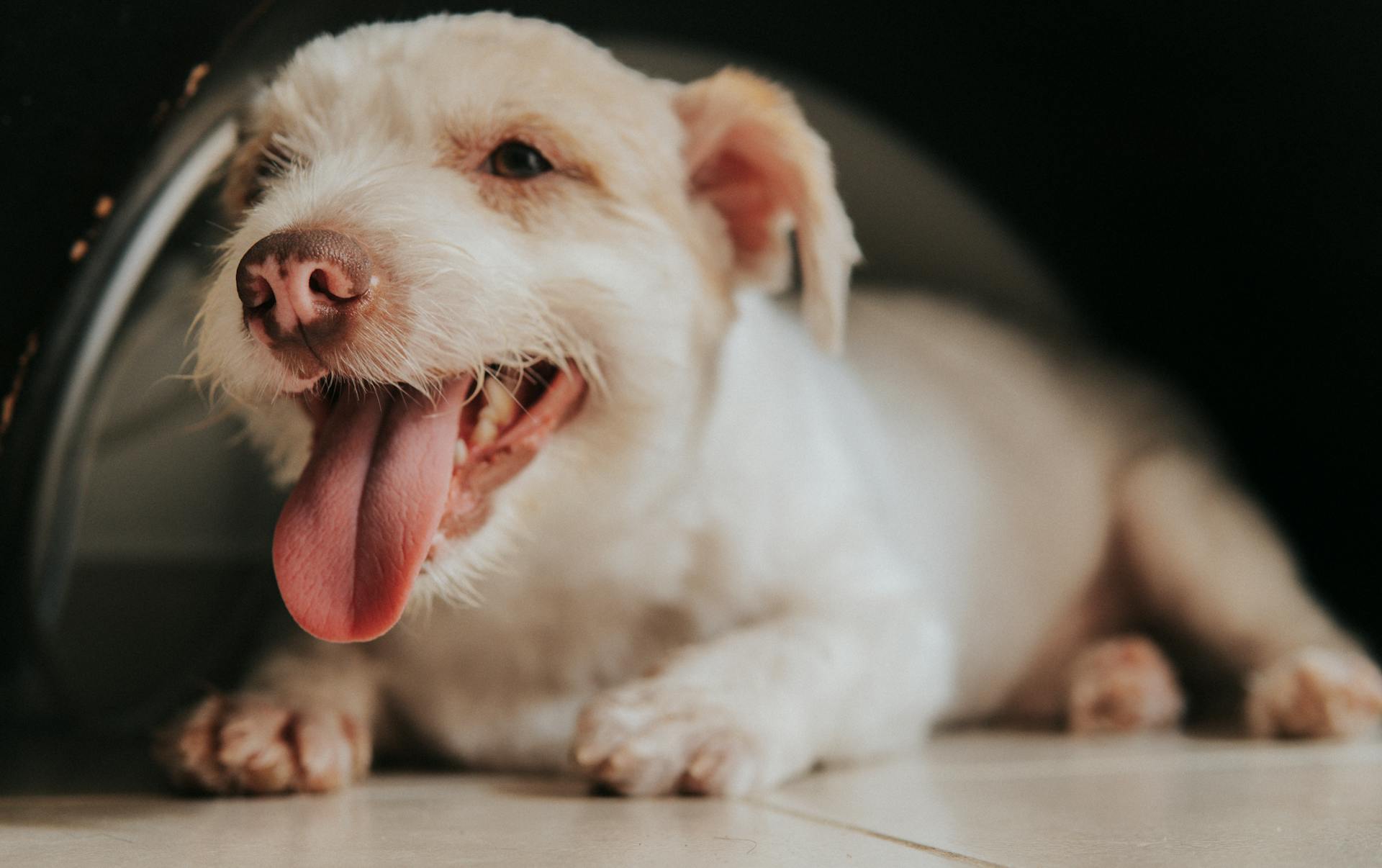 A Dog Panting  While Lying on the Floor