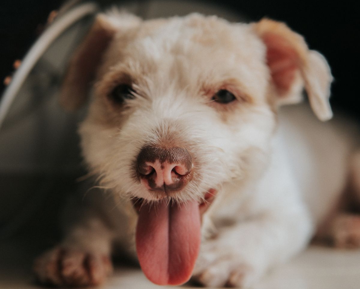 Chien tirant la langue, museau humide