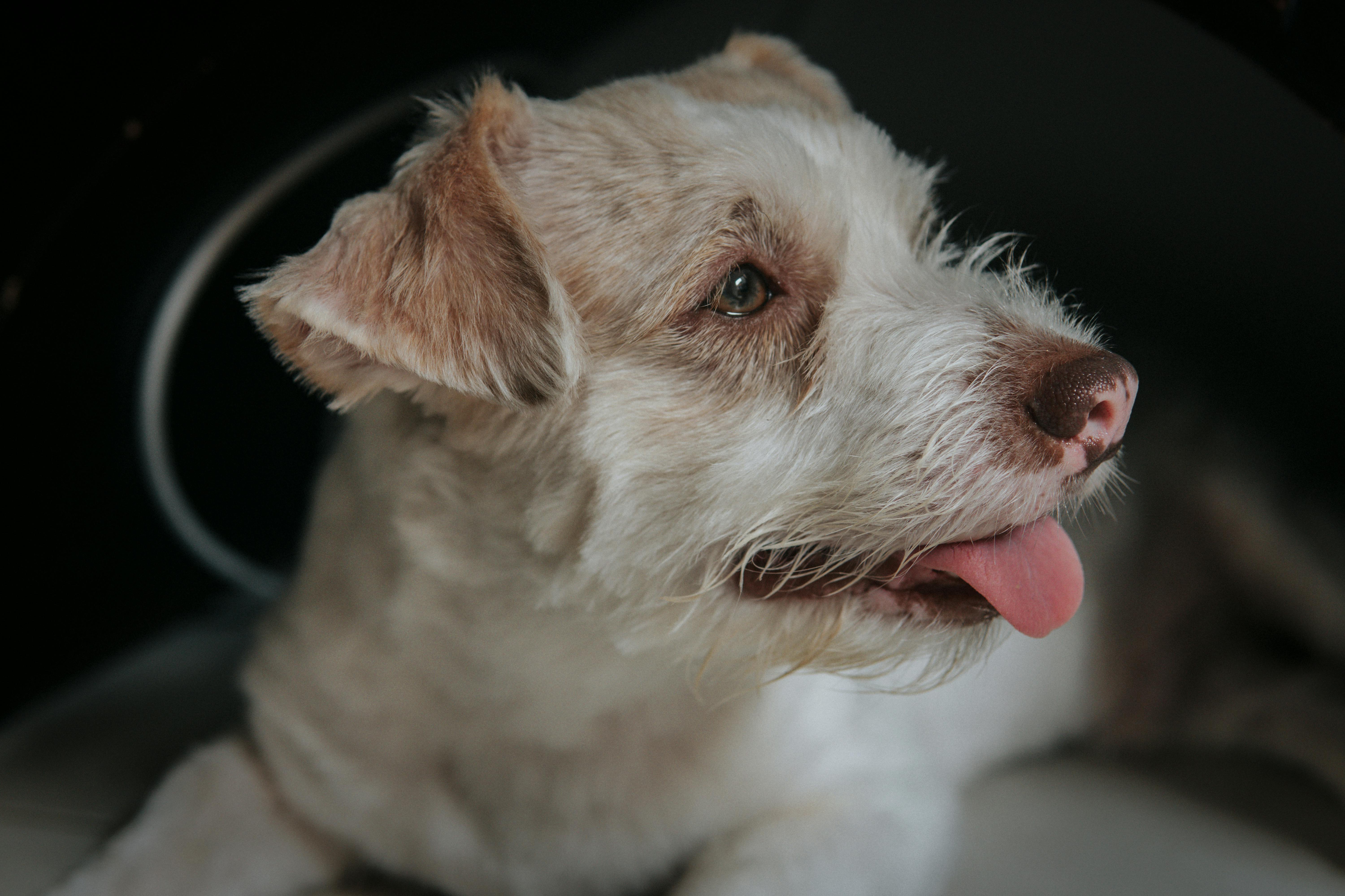 pet technology pet refine technology co. ltd — Photo by Jhonny Salas Brochero on Pexels