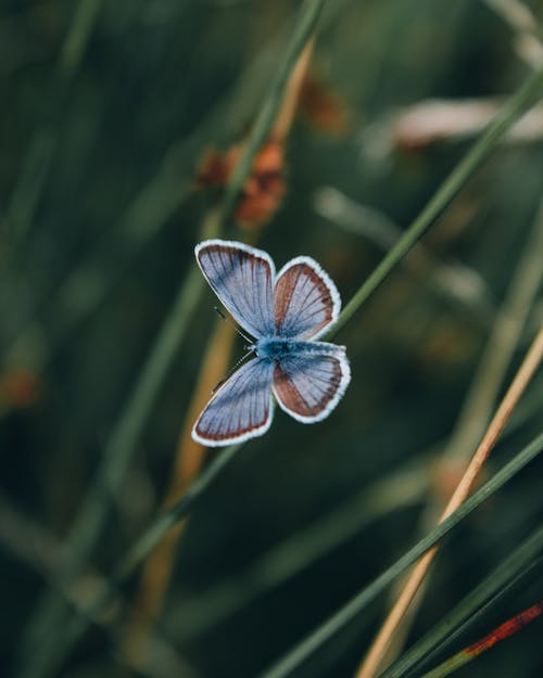 Free Macro Photography of Butterfly  Stock Photo