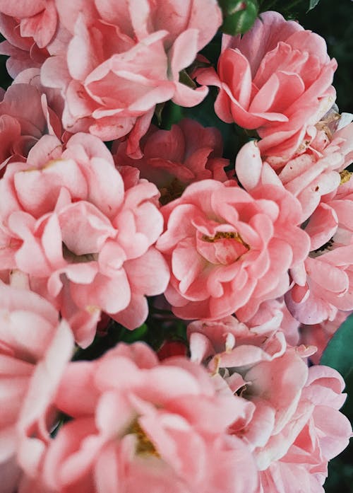 Foto profissional grátis de aumento, de flores, delicado