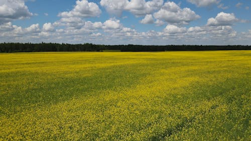 Gratis arkivbilde med åker, gule blomster, himmel