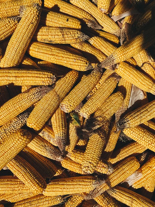 A Close-Up Shot of a Pile of Corn